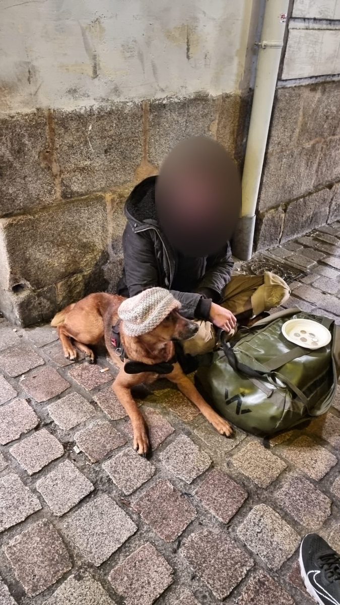 Pourquoi on pense aussi à leurs chiens